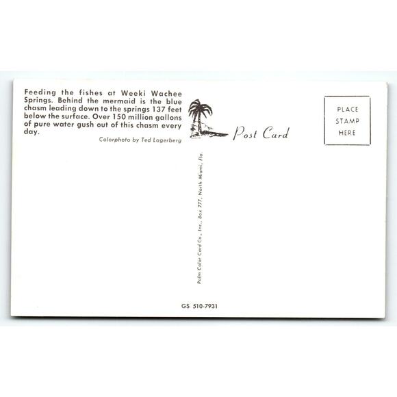 Weeki Wachee Mermaid Florida Vintage Postcard Lady Feeds Fish Underwater Chrome - Picture 2 of 2